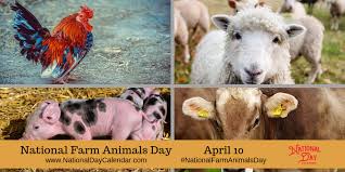 Lions And Tigers And Bears Nope Nope It Is National Farm Animals Day So Come On Over To Find Out About Animal Rescue Opportun Pet Day Farm Animals Animals