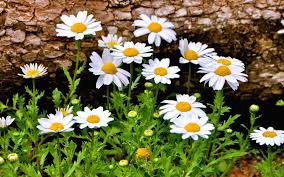 Wallpaper S Found For Flower For Android Iphone And Desktop Cicek Papatyalar Doga