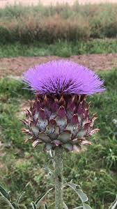 Foto circa le lumache mangiano i cardi selvatici delle foglie, natura, piante, vita, selvaggio, verde. La Fioritura Dei Cardi Nelle Campagne Piemontesi Piemonteis