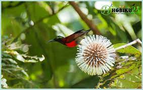 Burung Kolibri Burung Kolibri Burung Hewan Peliharaan