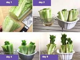 You can harvest like this two to three times before the quality of the leaves declines. Pin On Garden