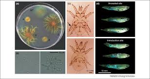 As you capture the moths most easily visible against the tree surface, the moth populations change, illustrating the effects of natural selection. Experimental Evolution Trends In Ecology Evolution