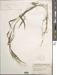 Image result for Isachne mauritiana