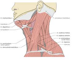 But, there are three differences. Spasmodic Torticollis Wikipedia