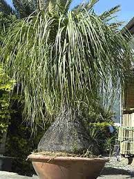 Image Detail For Beaucarnea Recurvata 10 Seed Ponytail Palm 1 00 Being Plants Small Backyard Gardens Outdoor Gardens Design Herb Garden Design
