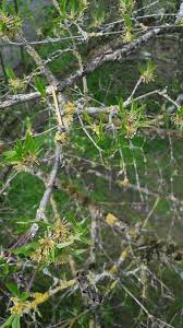Image result for Fuirena pubescens