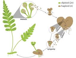Check spelling or type a new query. Life Cycle The Sigel Lab