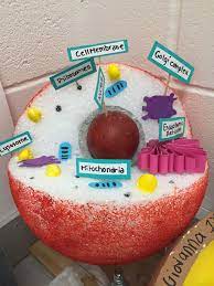 Their distinctive features include primary cell walls containing cellulose, hemicelluloses and pectin, the presence of plastids with the capability to perform photosynthesis and store starch. Animal Cell Model Animal Cell Project Cells Project Animal Cell