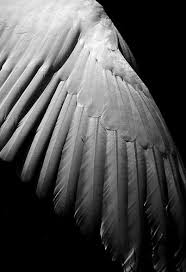 Black And White Angel Wings Aesthetic Wings Of Desire Wings Of Desire Swan Wings White Wings
