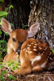 Fawn Only Monsters Could Enjoy Murdering Such Cute And Sweet Animals Cute Animals Baby Animals Animals