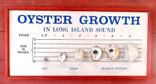 oyster growth chart