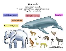 Classification Of Living Things Chart Class Mammals