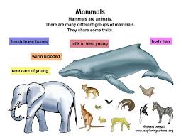 Classification Of Living Things Chart Class Mammals