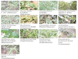 Image result for Crotalaria huillensis