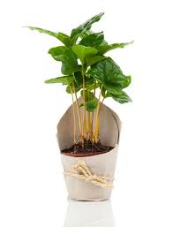 Coffee Plant Care And Growing Guide Coffee Plant Growing Coffee Raw Coffee Beans