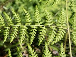 Image result for Hypolepis sparsisora