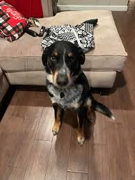 UPDATE ***HE'S HOME!!!!*** Thank you to those who were able to help guide  me to Nicole! There could not have been a beter person to pick him up! Our  fur boy got