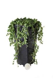 Heryerbitki Senecio Timsah Gozu Bitkisi Ev Bitkisi Saksi Cicekleri Trendyol Saksida Cicekler Saksi Ev Bitkisi