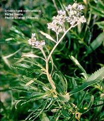 Image result for Monotes engleri