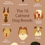 10 Calm Dog Breeds: Easygoing & Even-Tempered Canine ...