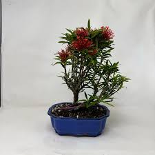 Image result for Ixora laurentii