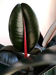 Who Else Loves Seeing That Bright Pop Of Crimson When Rubber Trees Have New Growth Indoor Flowering Plants Unusual Plants Rubber Tree Plant