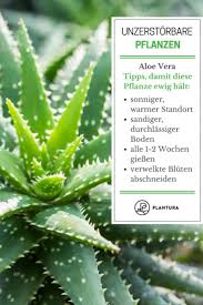 Die aloe vera pflanze, auch wüstenlilie genannt, ist eine schon seit tausenden von jahren bekannte kulturpflanze mit einer vielzahl von hoch wirksamen inhaltsstoffen. Aloe Vera Diese Und Weitere Unzerstorbare Pflanzen Findet Ihr Bei Plantura Pflanzen Unzerstorbar Pflanzen Sukkulenten Pflanzen Pflanzen Pflege