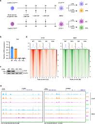 CTCF controls three-dimensional enhancer network underlying the  inflammatory response of bone marrow-derived dendritic cells | Nature  Communications