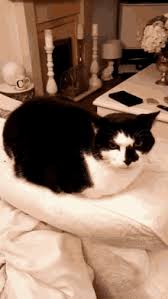 Vector white kitten playing cartoon. Black And White Cat Cartoon Gifs Tenor