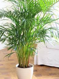 Check spelling or type a new query. Parlor Palm Like Many Houseplants The Parlor Palm Is Geared Toward Life In A Tropical Forest So Even If It S Positioned Growing Plants Indoors Best Indoor Plants Plants