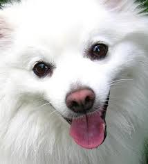 American Eskimo Dog Black And White Google Image Result For Http Cdn Greatdogsite Com Watermark American 2520eskimo 2520dog 2 2520years White 1187151189 With Images American Eskimo Dog American Eskimo Dogs