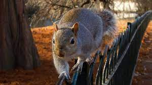 Big Funny Squirrel On A Fence In Park Squirrel Funny Animals Funny Animals