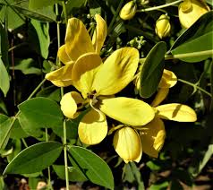 Image result for Tephrosia tanganicensis