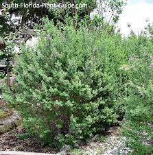 Texas Sage