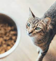 Wet vs. Dry Cat Food: Which Is the Best Option? - PureWow