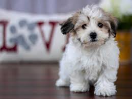Havanese are cheerful, natural trick dogs with a gorgeous, soft double coat. Havanese Dog Female Sable White 2239446 Petland Lewis Center