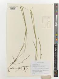 Image result for Acroceras macrum