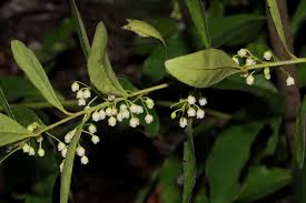 Image result for Euclea schimperi