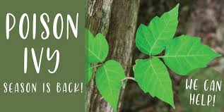 Don't delay your care at mayo clinic featured conditions brushing against a poison ivy plant can cause a red, itchy rash. Mama S Remedies For Poison Ivy Mama Jean S Natural Market