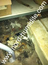 Champignons Sur Une Palette Merule Www Nord Humidite Com Champignon Palette