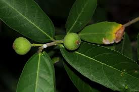 Image result for Ficus amadiensis