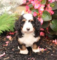 Jun 21, 2021 · labradoodle puppies are born in litters of two to six, and in a range of different colors and markings. Bambi Mini Bernedoodle Puppy For Sale In East Earl Pa Happy Valentines Day Happyvalentinesday2016i