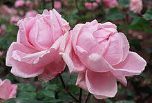 The tea rose is a fabulous story of an amazing, ambitious girl, fiona, from the slums of whitechaple who dreams of a life without poverty and a boy named joe. Hybrid Tea Rose Wikipedia