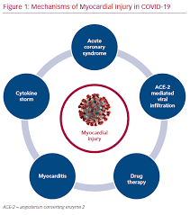 Last updated on 8 june 2021. Mechanisms Of Myocardial Injury In Coronavirus Disease 2019 Cfr Journal