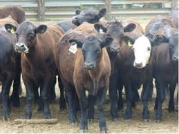 If it's particularly cold or your calf isn't gaining weight, three bottles will do. Profitable Cattle Marketing For The Cow Calf Producer Uga Cooperative Extension