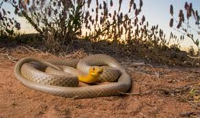 It was first described by andré marie constant duméril, gabriel bibron, and auguste duméril in 1854. A Western Brown Snake Is Removed From Behind A Tv Observation Of The Week 10 26 18 Inaturalist