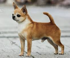 Pedigree Dogs Exposed - The Blog: Chihuahuas: shocking new research finds  they are full of holes (no really)