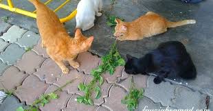 Jika pokok ini diberikan kepada kucing ia akan gigit dan makan akarnya untuk kesihatan badannya.untuk dapatkan anak pokok galak kucing sila. Yahooo Papa Bawak Balik Daun Galak Kucing