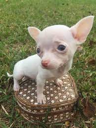 Maybe you would like to learn more about one of these? Chihuahua Kaufen Ebay
