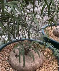 Image result for Turbina holubii